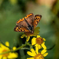 Small copper butterfly