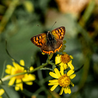 Small copper butterfly