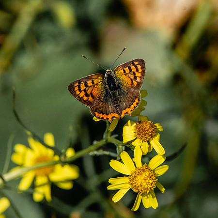 Small copper butterfly