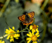 Small copper butterfly
