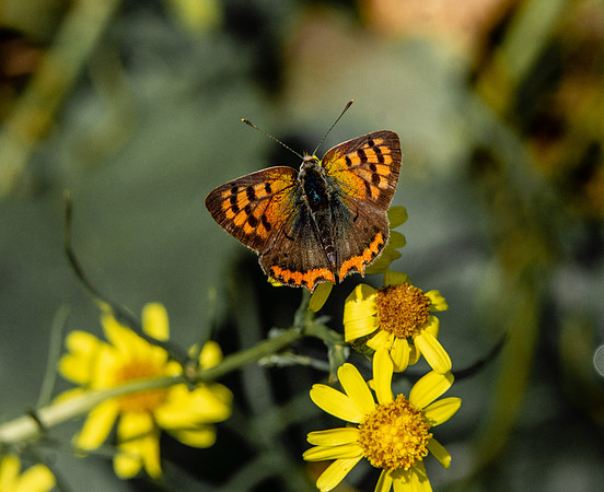 Small copper butterfly