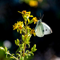 Small white