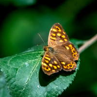 Speckled wood