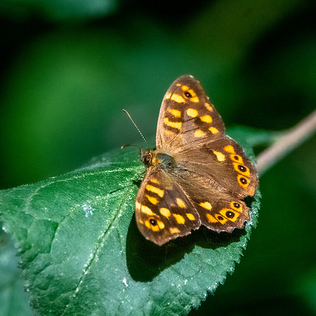 Speckled wood