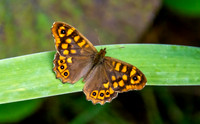 Speckled wood