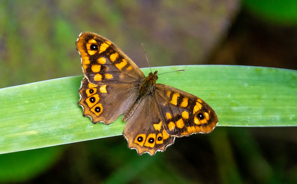 Speckled wood