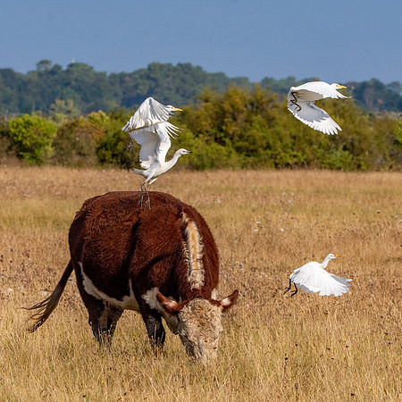 Cattle egret