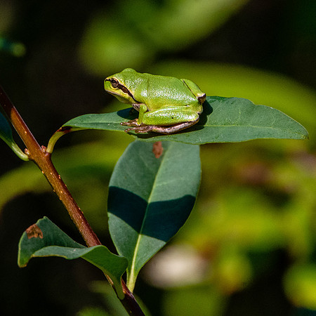 Common tree frog