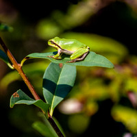 Common tree frog
