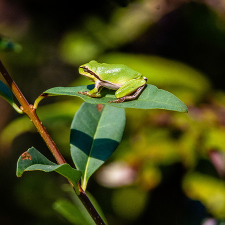 Common tree frog
