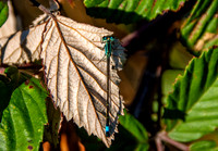 Blue-tailed damselfly