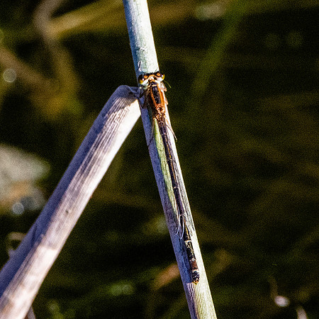 Common winter damselfly
