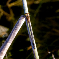 Common winter damselfly