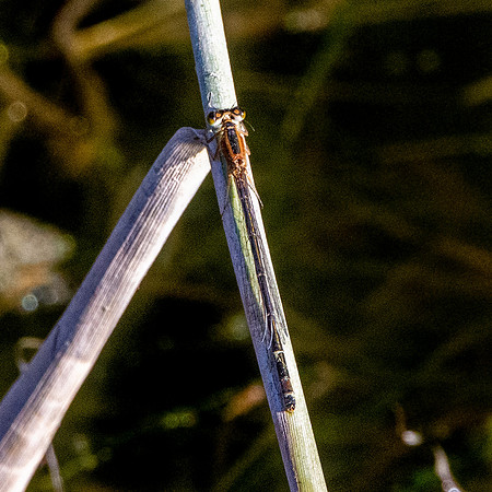 Common winter damselfly