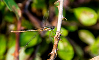 Migrant spreadwing