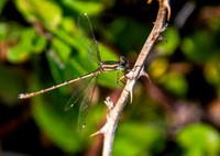 Migrant spreadwing