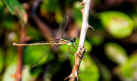 Migrant spreadwing