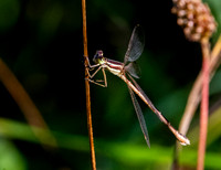 Migrant spreadwing