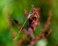 Robust spreadwing / scarce emerald damselfly