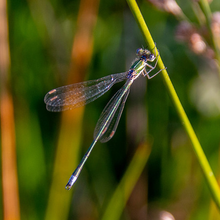 Small spreadwing