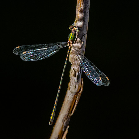 Small spreadwing
