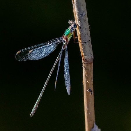 Small spreadwing