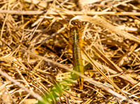 Broad bodied chaser