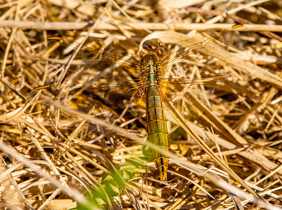 Broad bodied chaser