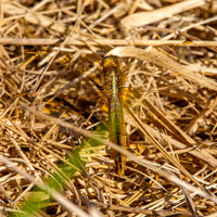 Broad bodied chaser