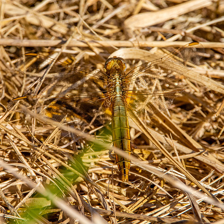Broad bodied chaser