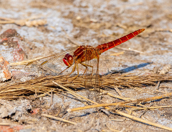 Broad scarlet / Scarlet darter