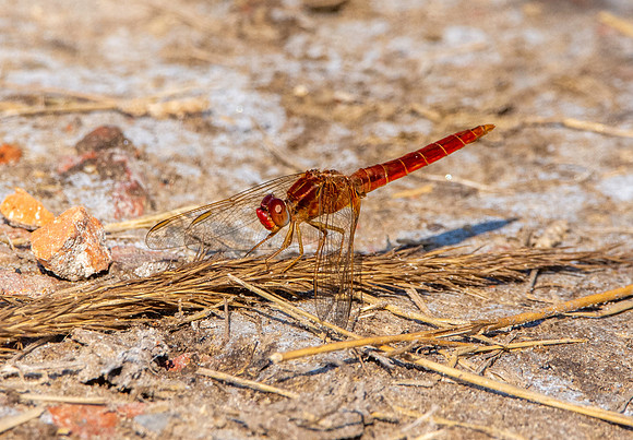 Broad scarlet / Scarlet darter