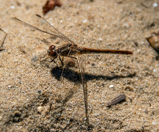Highland darter