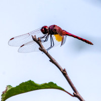 Red veined dropwing