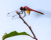 Red veined dropwing