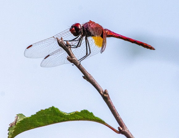 Red veined dropwing