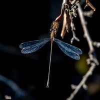 Robust spreadwing / scarce emerald damselfly
