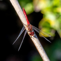 Ruddy darter dragonfly