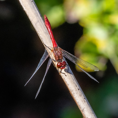 Ruddy darter dragonfly