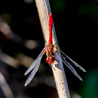 Ruddy darter dragonfly