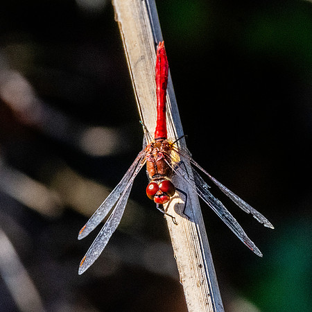 Ruddy darter dragonfly