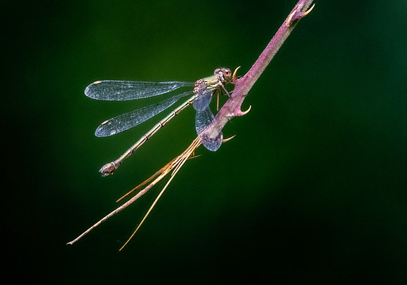 Small spreadwing