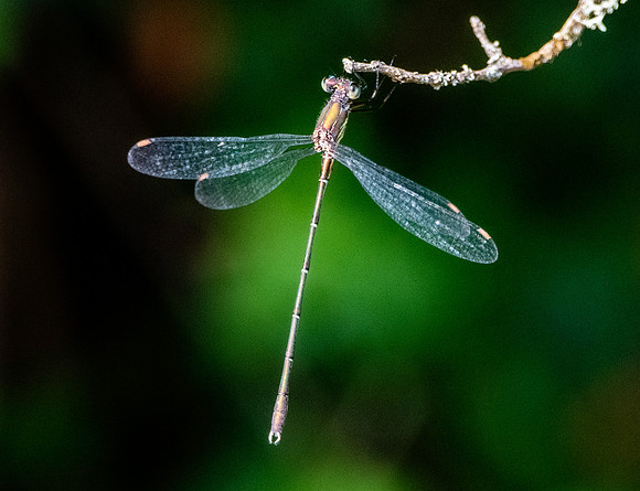Small spreadwing