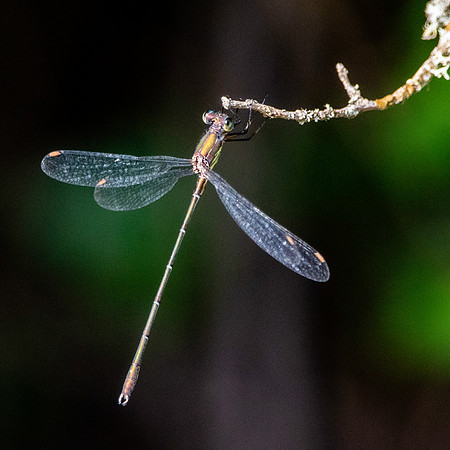 Small spreadwing
