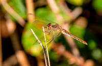 Southern darter