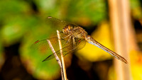 Southern darter