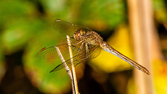 Southern darter