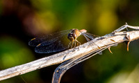 Southern darter