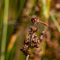 Southern darter