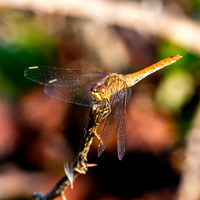 Southern darter